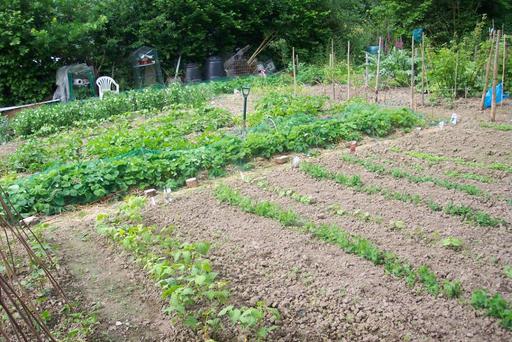 A photograph of Punnetts Town Allotments