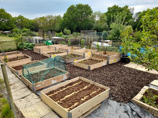 A photograph of Theobalds Green Allotments