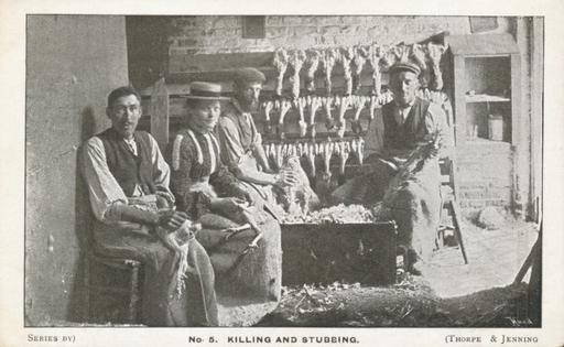 A photograph of Chicken cramming, Heathfield, East Sussex 1900