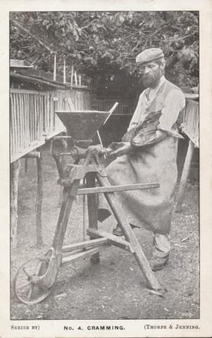 A photograph of Chicken cramming, Heathfield, East Sussex 1900